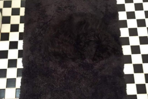 Nevidljivi pas zaintrigirani korisnici interneta Nevidljivi pas zaintrigirani korisnici interneta